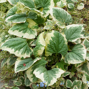 Panaschiertes Kaukasus-Vergissmeinnicht - Willemse