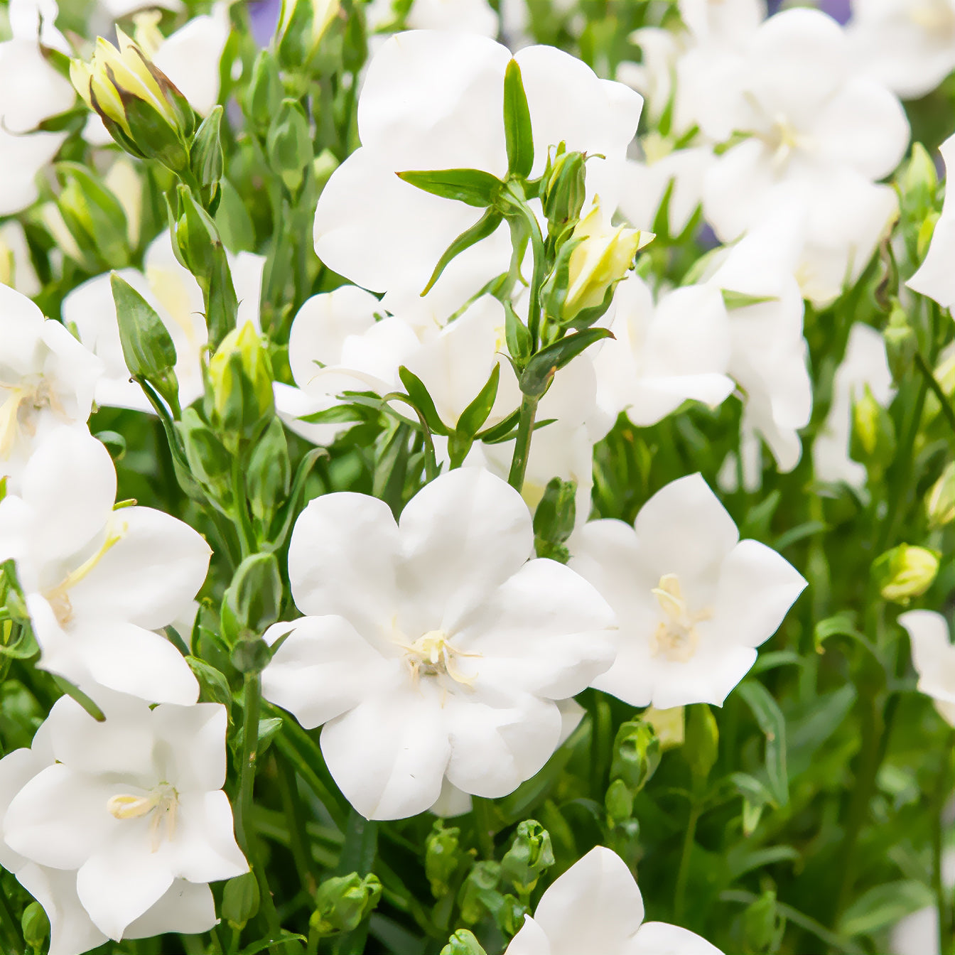 Verkauf Pfirsichblättrige Glockenblume Alba