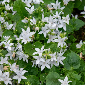 Hängepolster-Glockenblume 'E.H.Frost' - Campanula poscharskyana E.H. Frost - Willemse