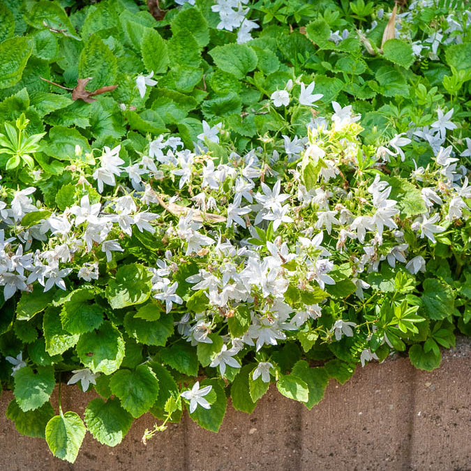 Hängepolster-Glockenblume 'E.H.Frost' - Willemse