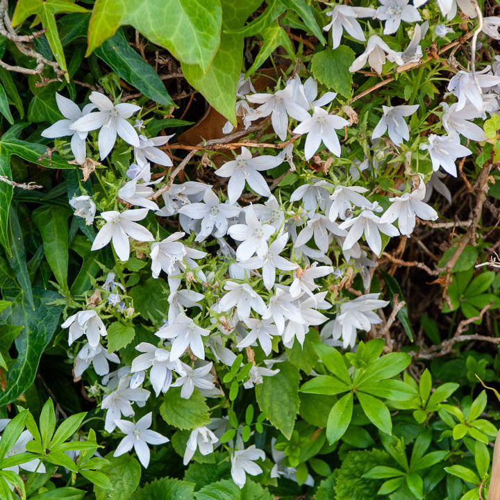 Campanula poscharskyana E.H. Frost - Hängepolster-Glockenblume 'E.H.Frost' - Glockenblumen