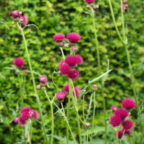 Verkauf Ufer-Cirse - Cirsium rivulare atropurpureum