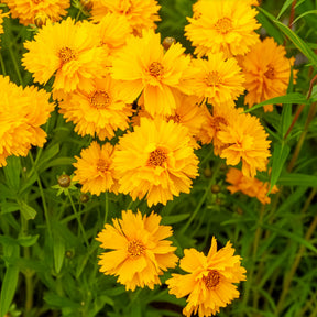 Coreopsis grandiflora Sunray - Großblumiges Mädchenauge Sunray ® - Mädchenauge