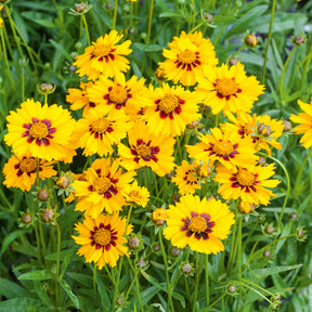 Zwergiges Mädchenauge 'Sterntaler' - Coreopsis lanceolata Sterntaler - Willemse
