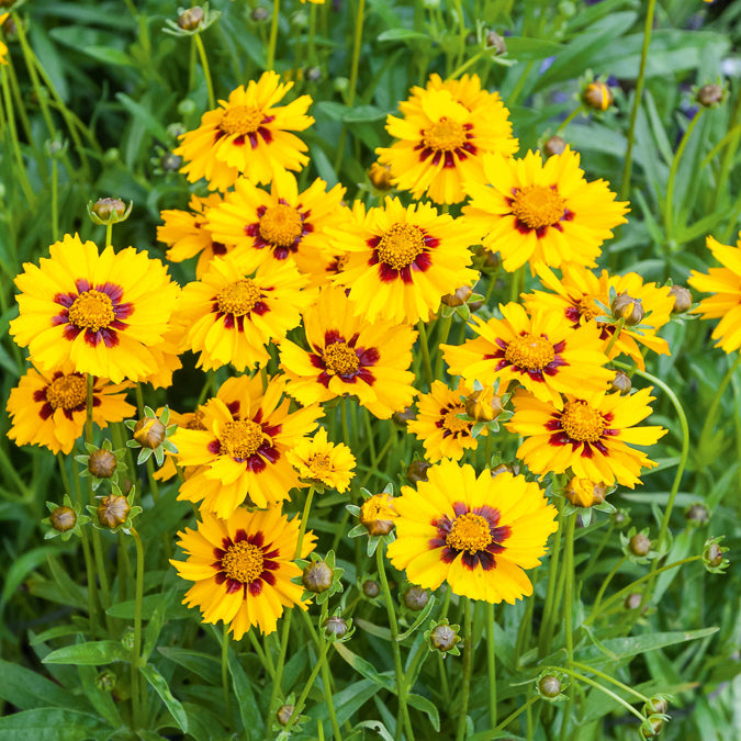 Zwergiges Mädchenauge 'Sterntaler' - Coreopsis lanceolata Sterntaler - Willemse