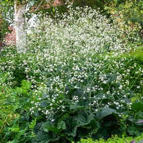 Herzblättriger Blütenkohl - Crambe cordifolia - Willemse