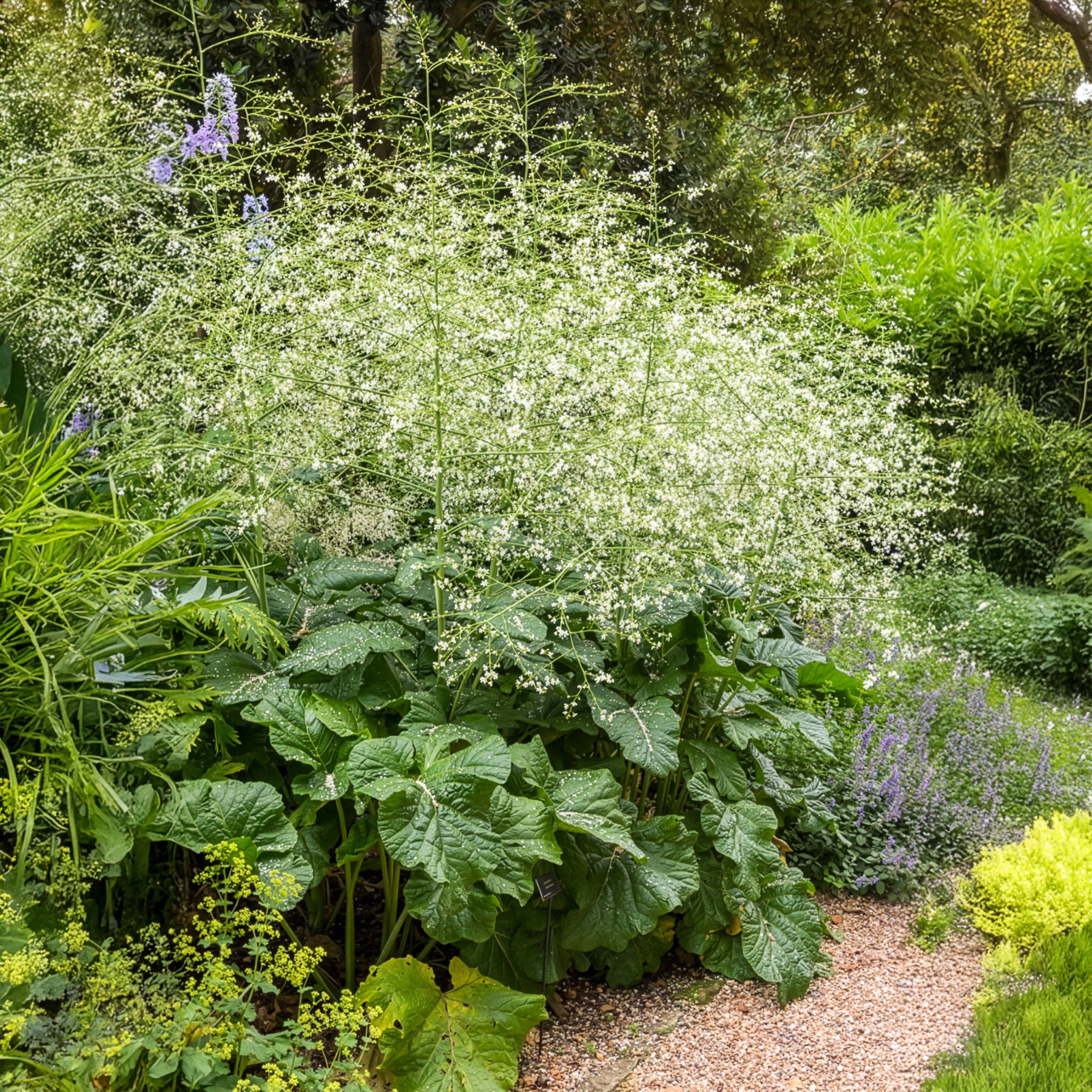 Herzblättriger Blütenkohl - Willemse