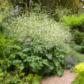 Herzblättriger Blütenkohl - Willemse