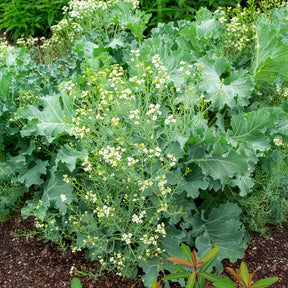 Stauden - Küsten-Meerkohl - Crambe maritima