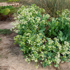 Verkauf Küsten-Meerkohl - Crambe maritima