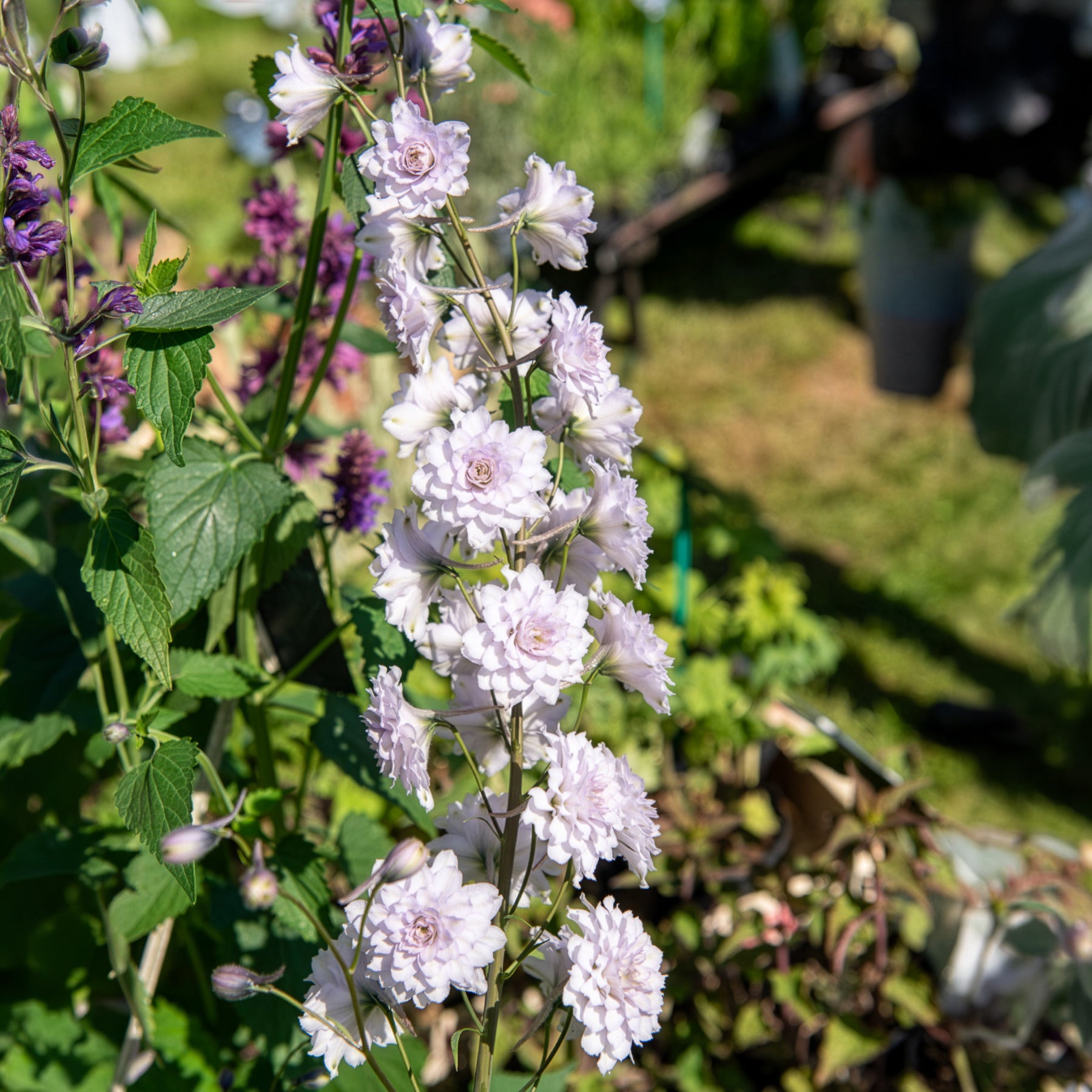 Rittersporn Highlander Cha-Cha - Willemse