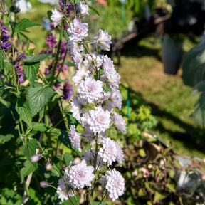 Rittersporn Highlander Cha-Cha - Willemse