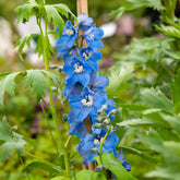Pacific-Rittersporn 'Summer Skies' - Delphinium Pacific Summer Skies - Willemse