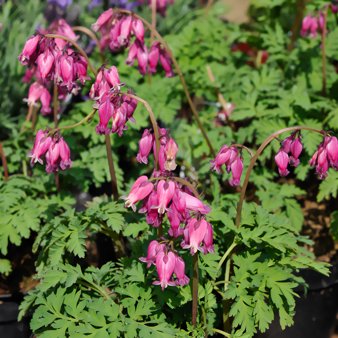 Zwergige Herzblume Luxuriant - Dicentra formosa luxuriant - Willemse