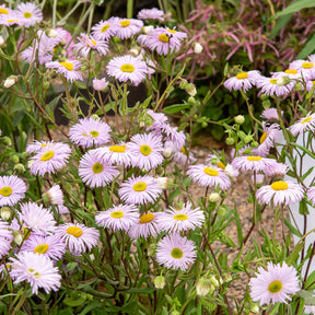 Spanisches Gänseblümchen ‘Quakeress’ - Erigeron quakeress - Willemse