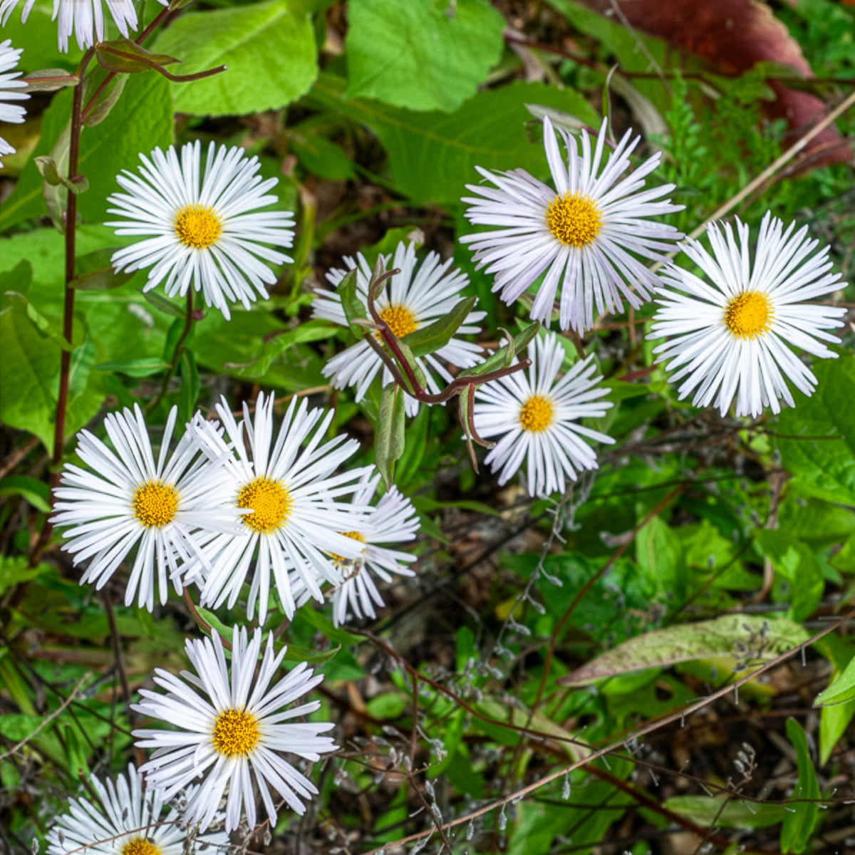 Feinstrahl Sommerneuschnee - Erigeron Sommerneuschnee - Willemse