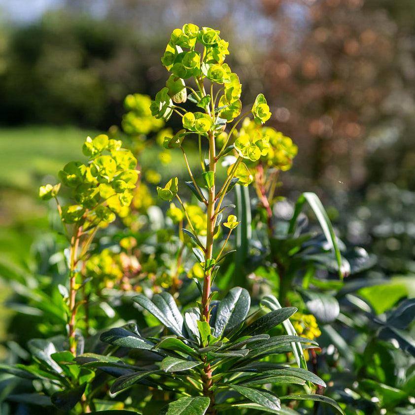 Verkauf Mrs. Robb's Euphorbia - Euphorbia amygdaloides subsp. robbiae