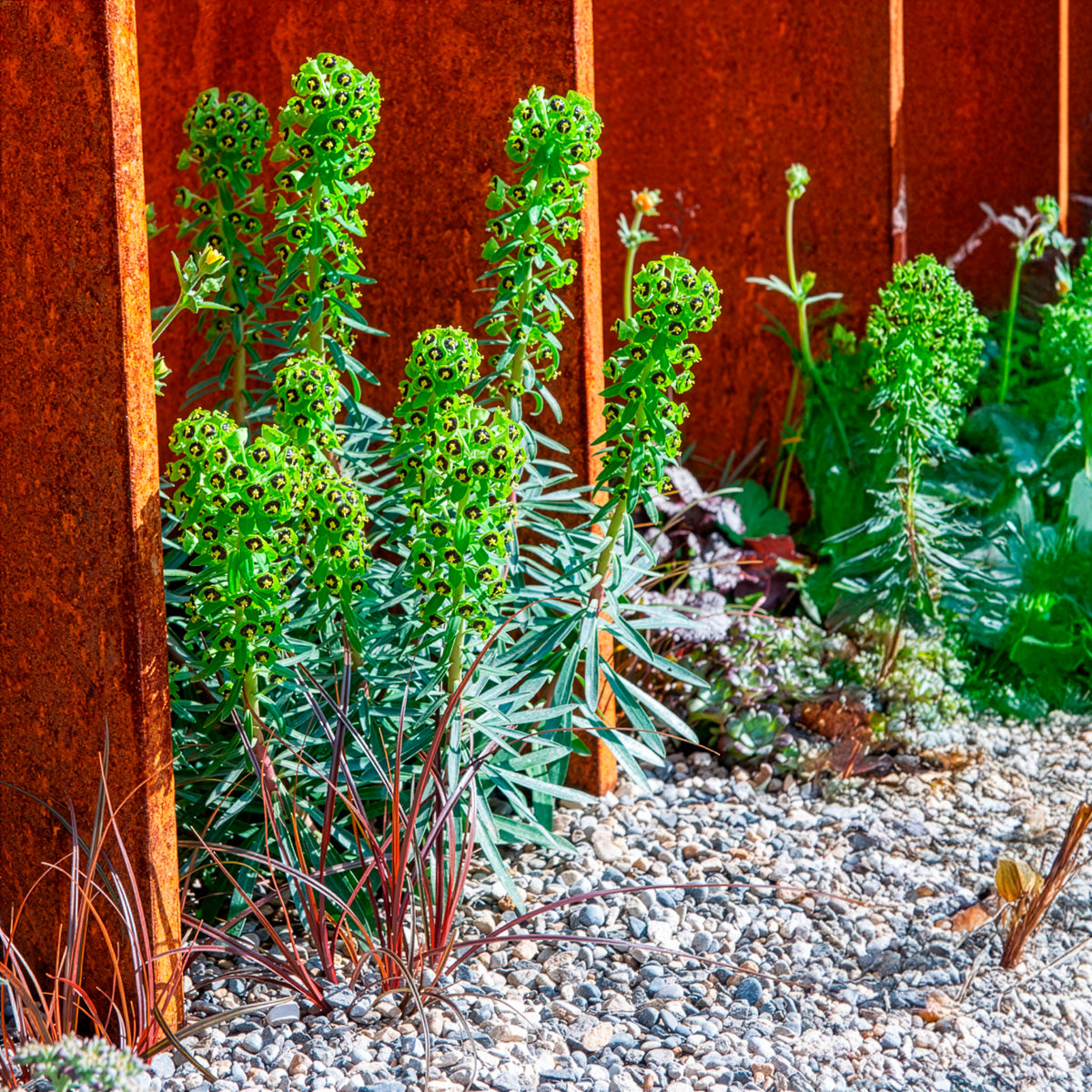 Euphorbia characias Black Pearl - Willemse