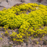 Zypressen-Wolfsmilch Clarice Howard - Euphorbia cyparissias clarice howard - Willemse