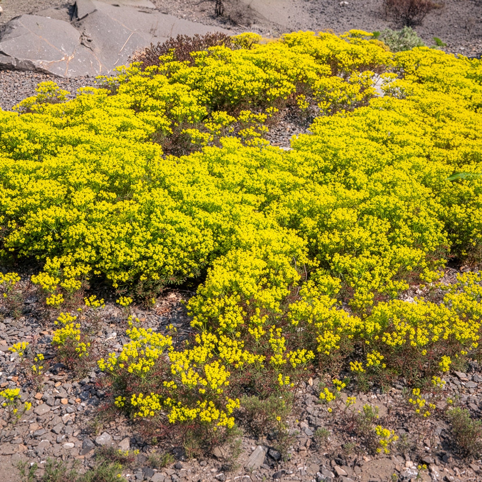 Zypressen-Wolfsmilch Clarice Howard - Euphorbia cyparissias clarice howard - Willemse