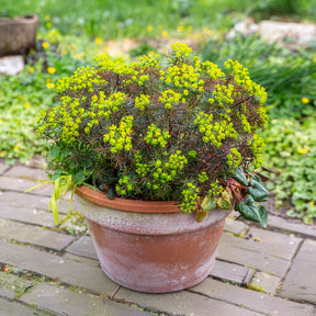 Euphorbia cyparissias clarice howard - Zypressen-Wolfsmilch Clarice Howard - Wolfsmilch  