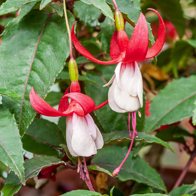Winterharte Fuchsien Mischung (x6) - Fuchsia Mme Cornelissen,  Brilliant - Willemse