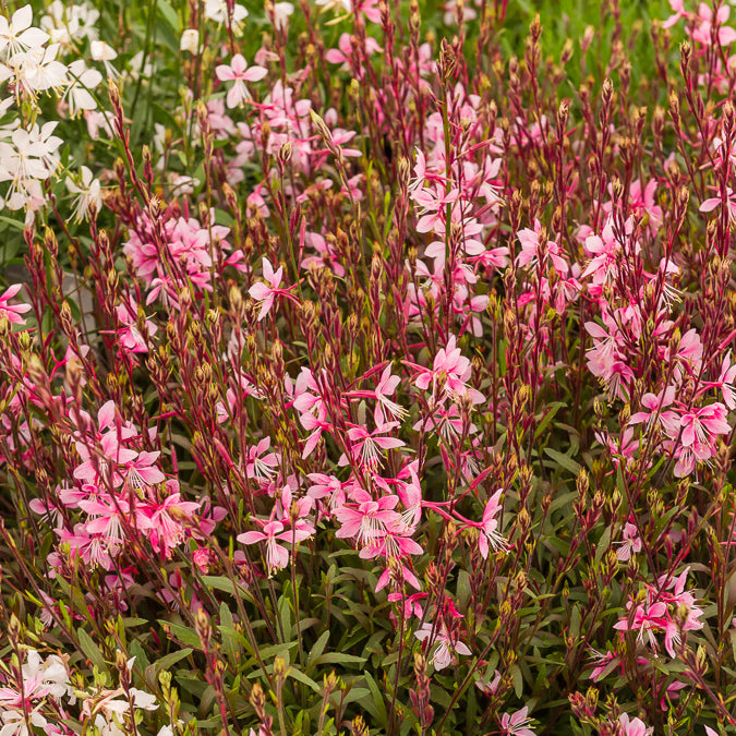 Gaura Cherry Brandy - Gaura lindheimeri Cherry Brandy - Willemse