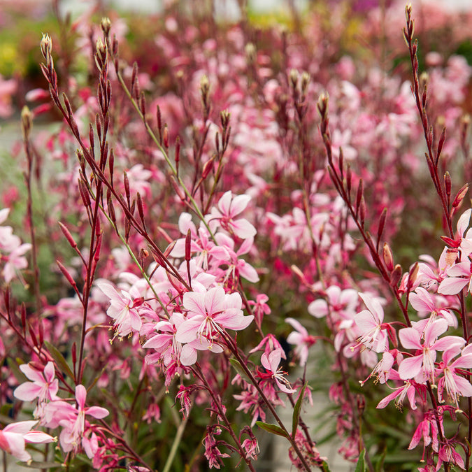 Gaura Cherry Brandy - Willemse