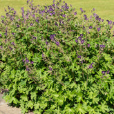 Braune Staudengeranie - Geranium phaeum - Willemse