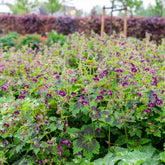 Verkauf Brauner Storchschnabel Samobor - Geranium phaeum samobor