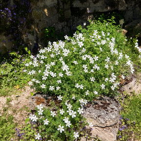 Verkauf Blutroter Storchschnabel 'Album' - Geranium sanguineum Album