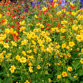 Chilenische Nelkenwurz Lady Stratheden - Willemse