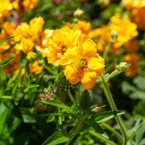 Nelkenwurz - Chilenische Nelkenwurz Lady Stratheden - Geum chiloense Lady Stratheden