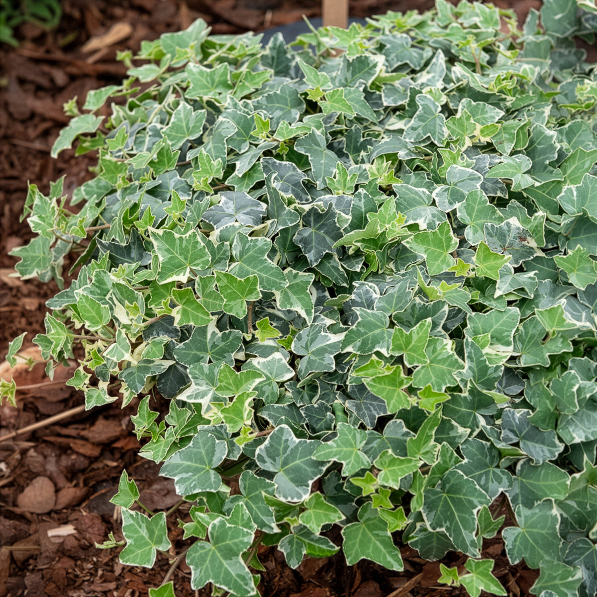 Verkauf Weißgrüner Efeu 'Glacier' - Hedera helix Glacier