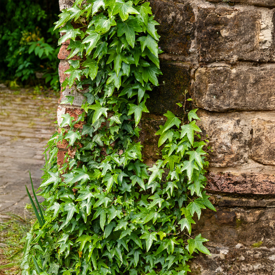 Pfeilblättriges Efeu 'Sagittifolia' - Willemse
