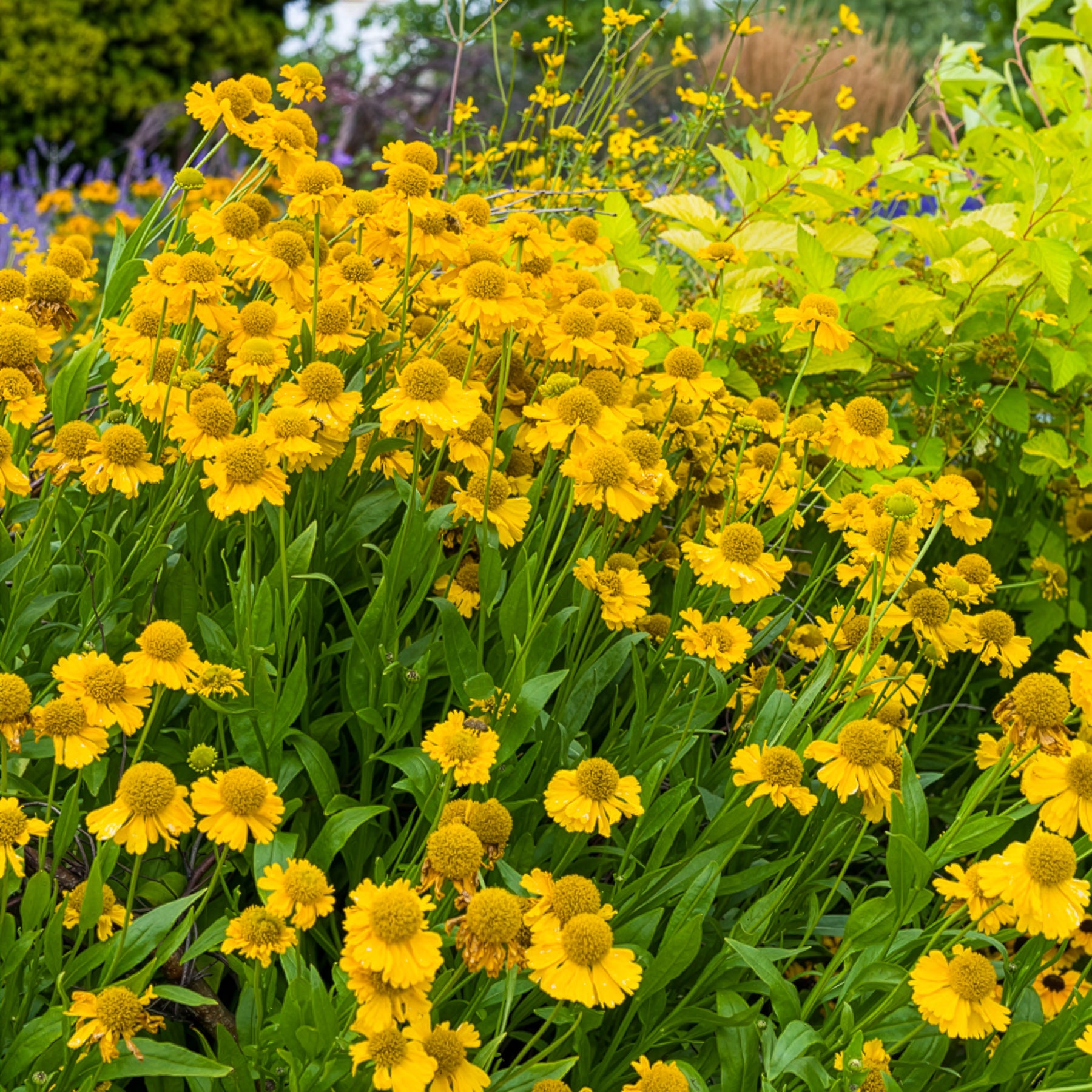 Helenium - Herbst-Sonnenbraut Pumilum Magnificum - Helenium autumnale Pumilum Magnificum