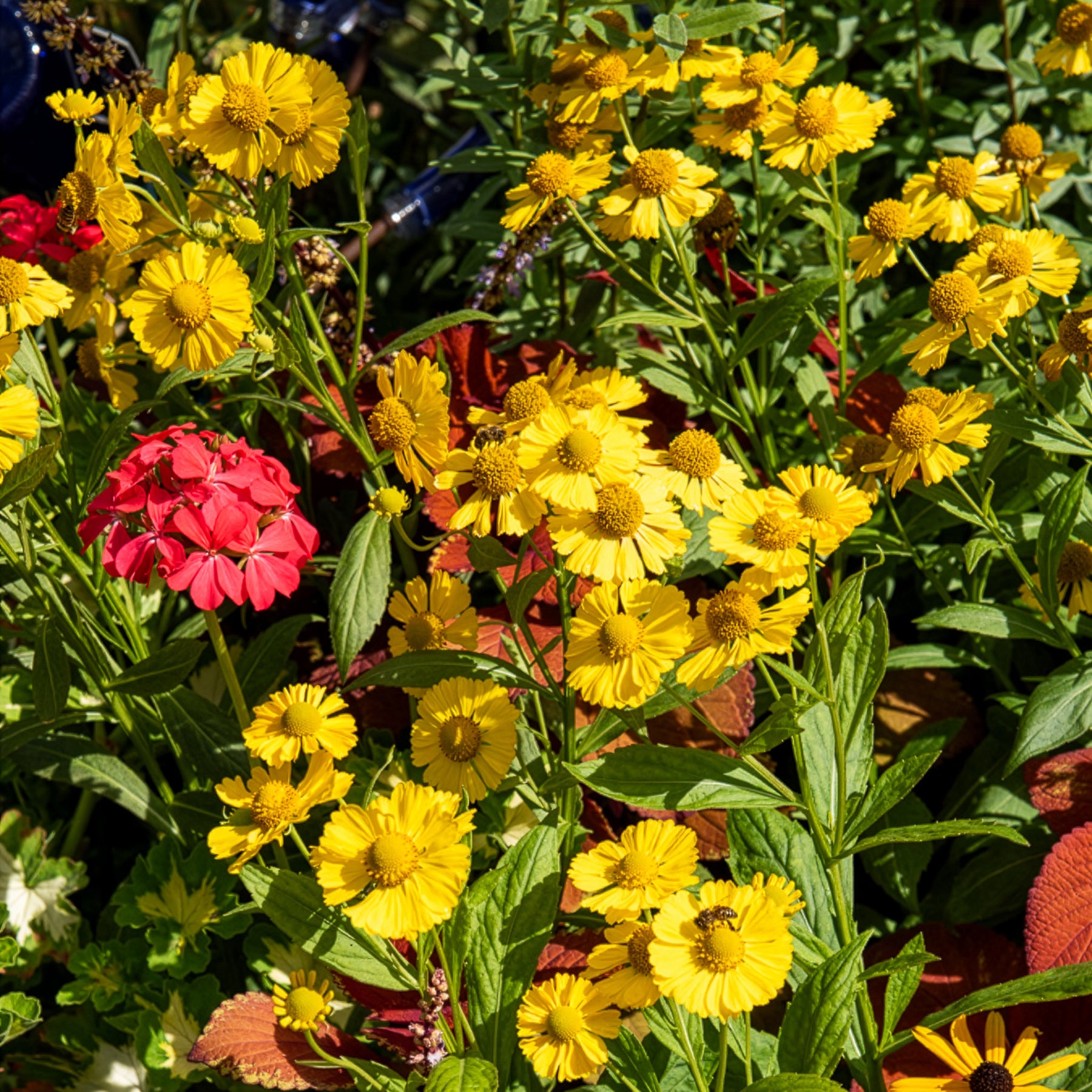 Sonnenbraut Kanaria - Helenium kanaria - Willemse
