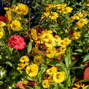 Sonnenbraut Kanaria - Helenium kanaria - Willemse