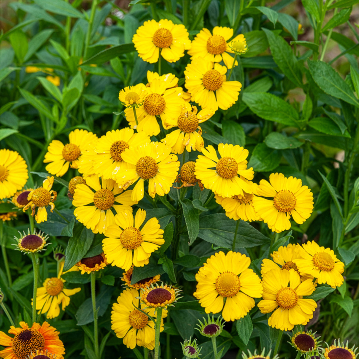 Helenium kanaria - Sonnenbraut Kanaria - Helenium