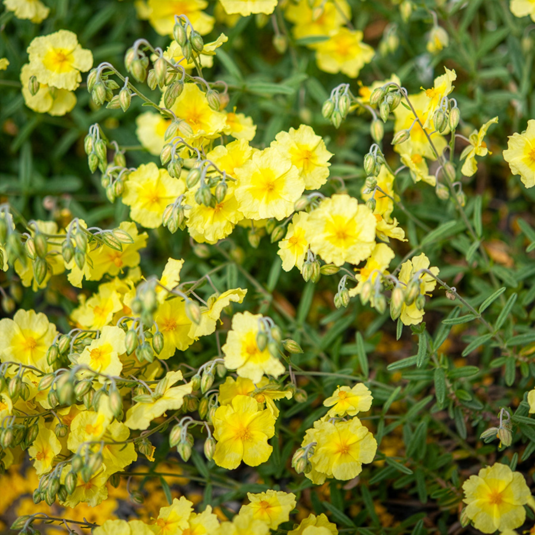 Sonnenröschen Wisley Primrose - Helianthemum Wisley Primrose - Willemse