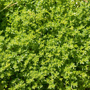 Stauden - Kahles Bruchkraut - Herniaria glabra