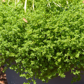 Kahles Bruchkraut - Herniaria glabra - Willemse