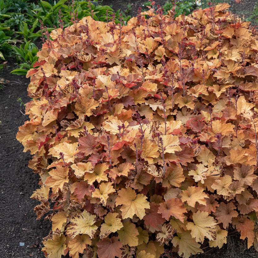 Heuchera Karamell - Willemse