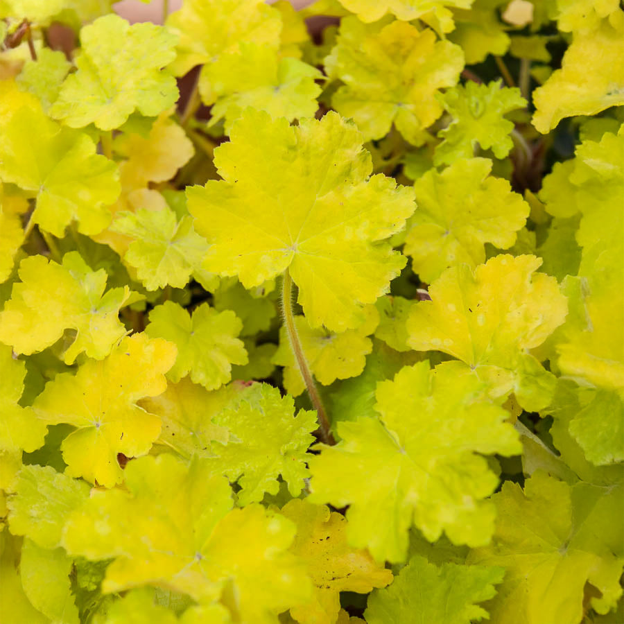 Purpurglöckchen Citronelle ® - Willemse