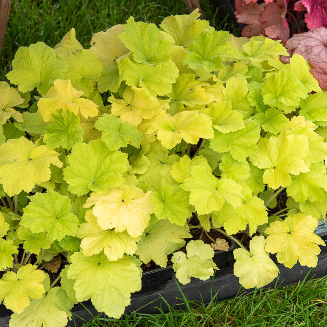 Heuchera citronelle ® - Purpurglöckchen Citronelle ® - Heuchera - Purpurglöckchen