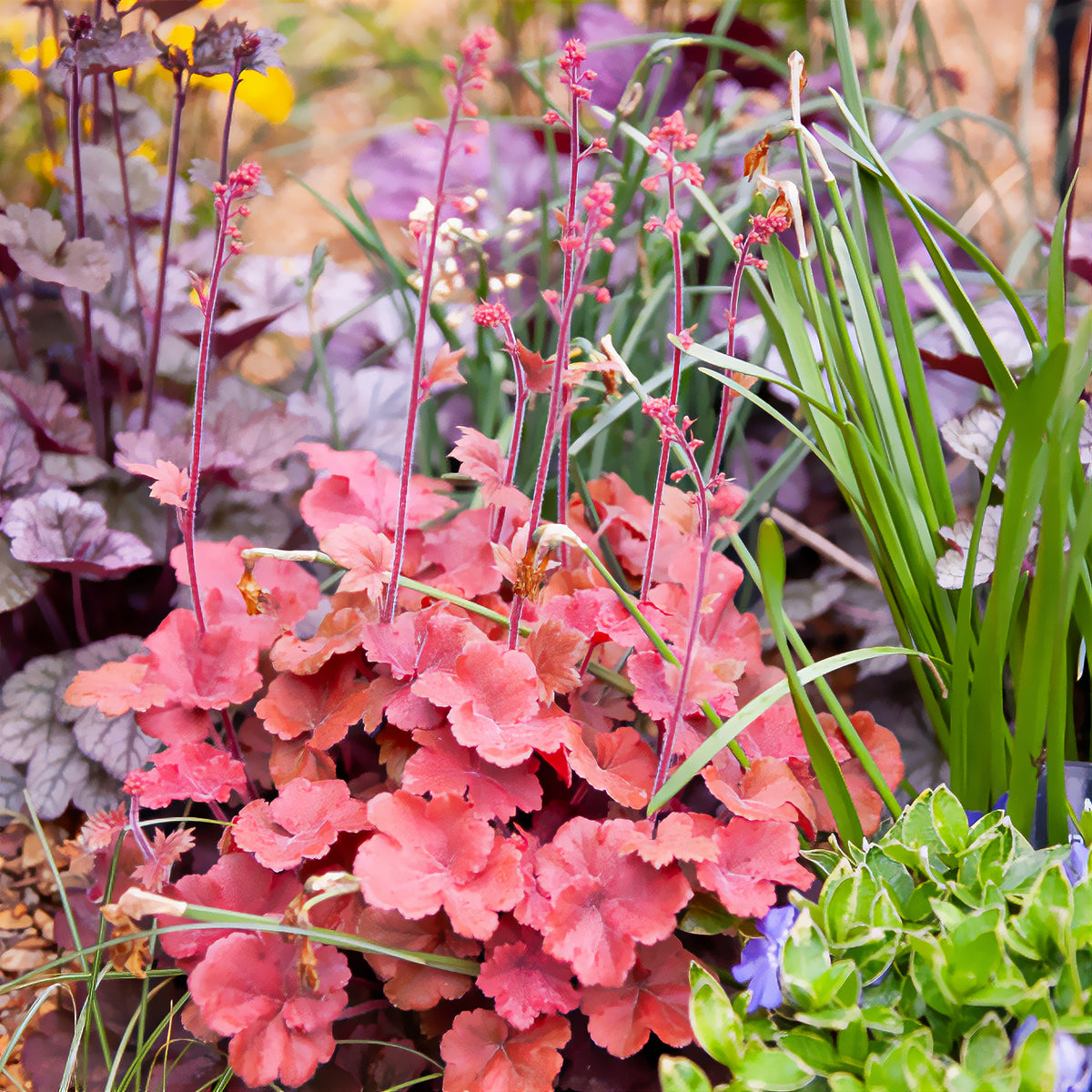 Silberglöckchen 'Cherry Cola' - Willemse