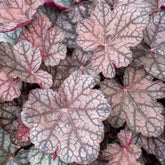 Purpurglöckchen Cascade Dawn - Heuchera cascade dawn - Willemse