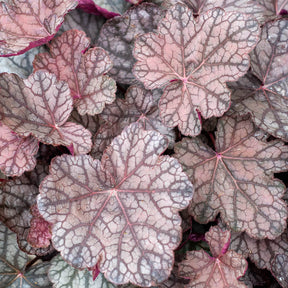 Purpurglöckchen Cascade Dawn - Heuchera cascade dawn - Willemse