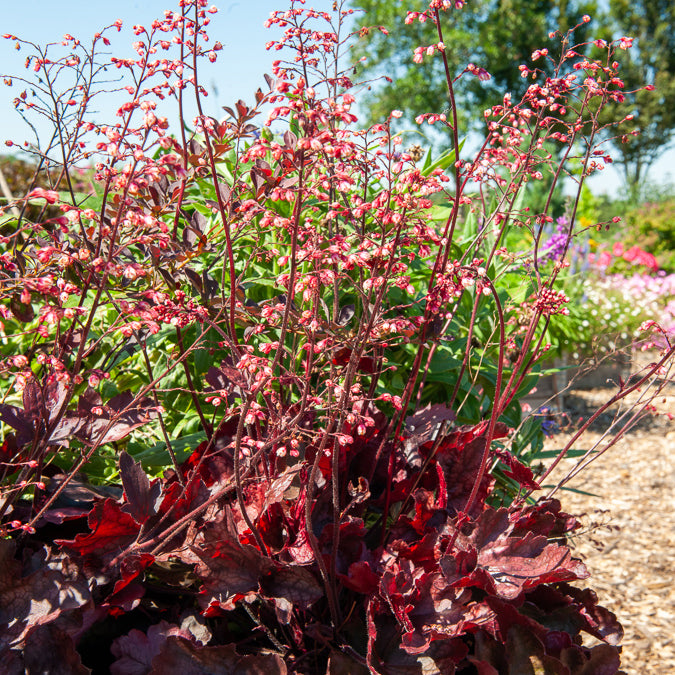 Heuchera Fire Chief - Willemse