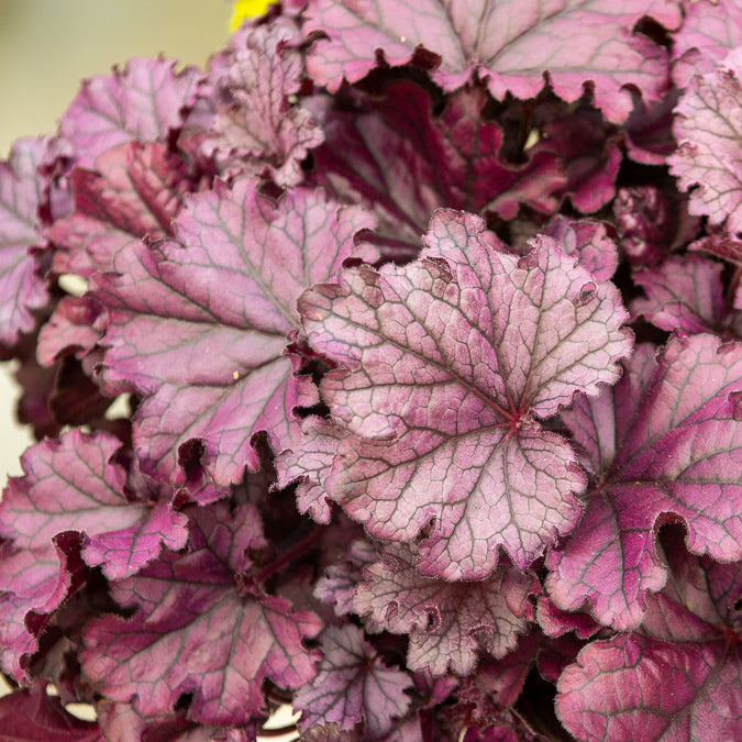 Heuchera Forever Purple - Willemse